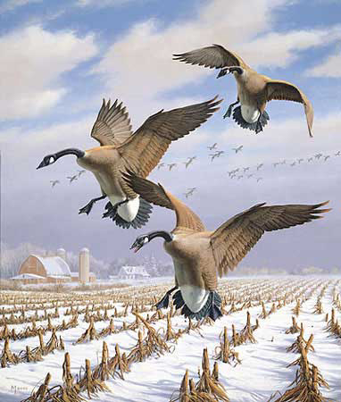 Canada Geese Picture