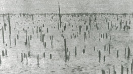 Reelfoot Lake in 1914