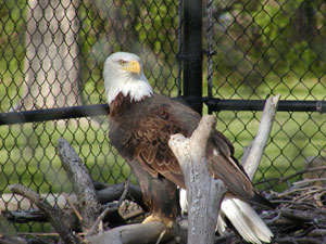 Reelfoot Lake Eagle Picture